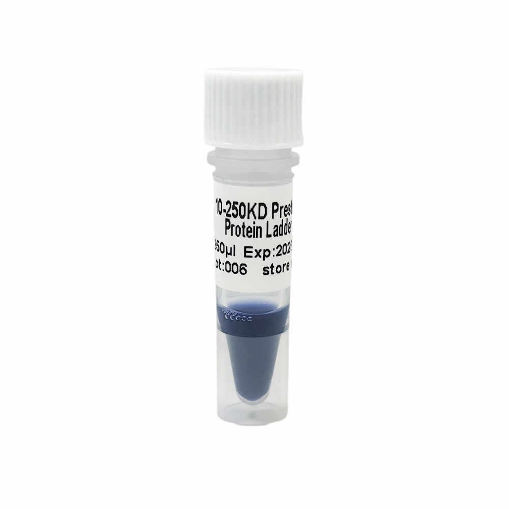 Protein PAGE Western-Blot