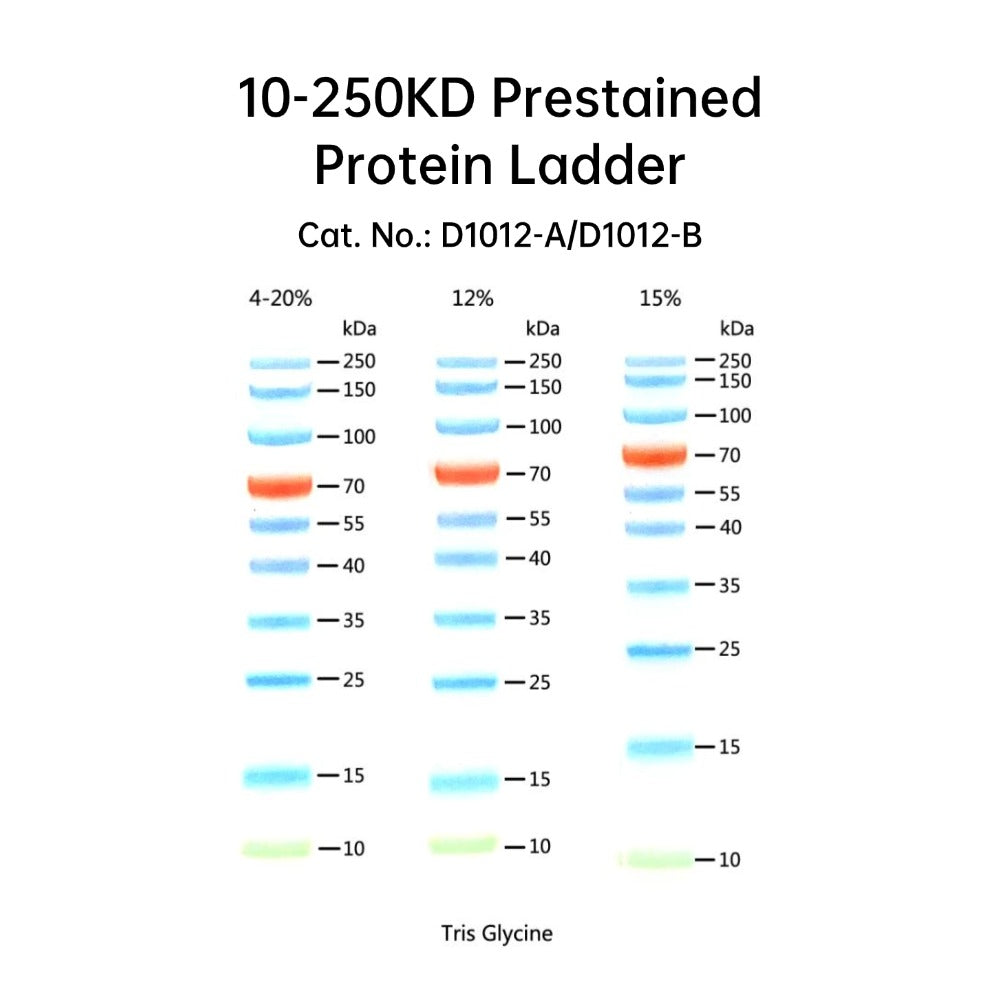 Escalera de proteínas preteñida de 10-250 kD 