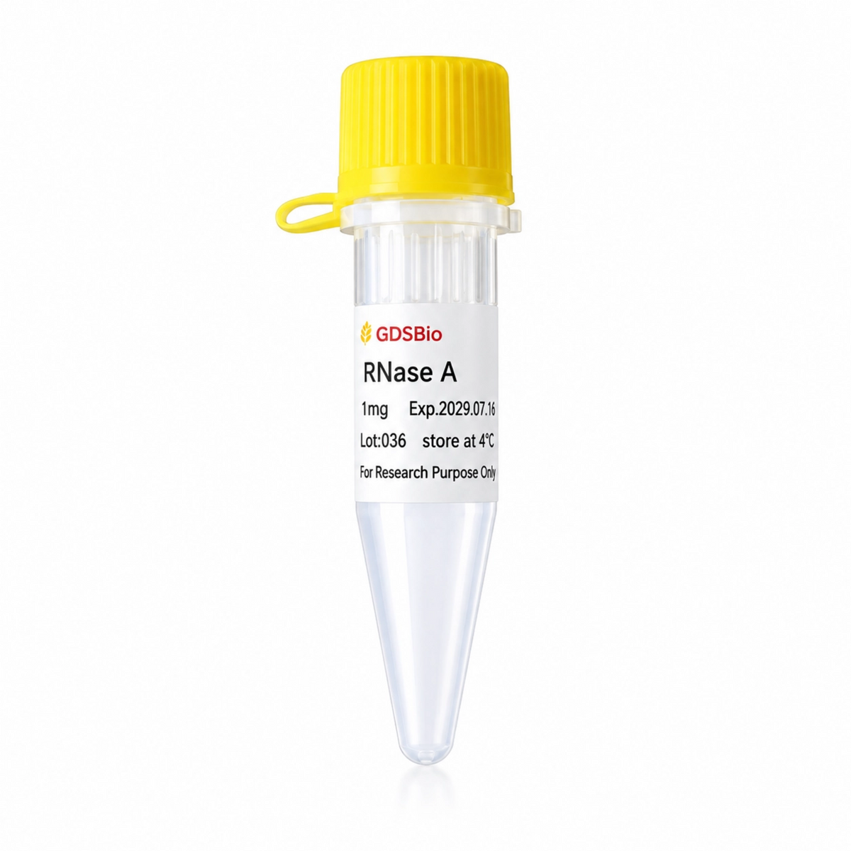 RNase A