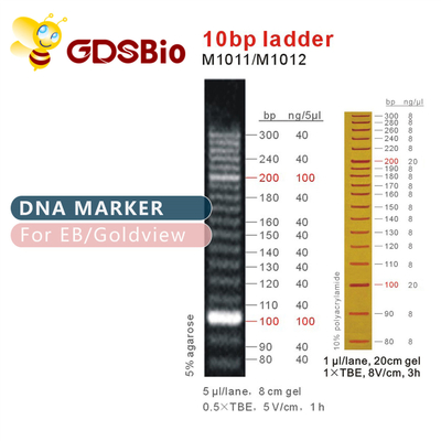 10bp Ladder DNA Marker M1011 (50μg)/M1012 (50μg×5)