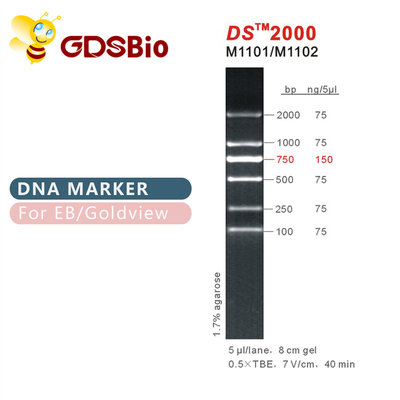 DS 2000 DNA Marker Ladder M1101 (50μg)/M1012 (50μg×5)