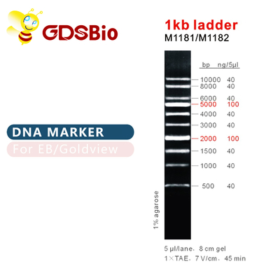 1kb Ladder 1000bp DNA Marker Ladder Gel Electrophoresis