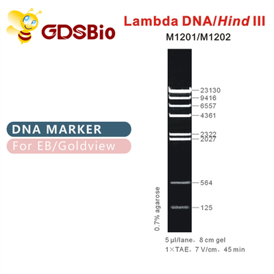 λDNA/Hind Ⅲ DNA Marker ladder M1201 (50μg)/M1202 (5×50μg)