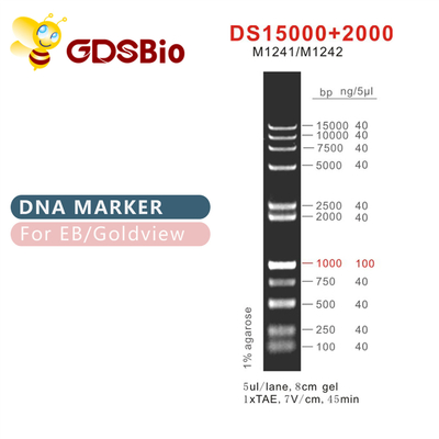 DS 15000+2000 DNA Marker ladder M1241 (50μg)/M1242 (5×50μg)