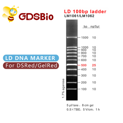 100bp Ladder Gel Electrophoresis DNA Marker 60 Preps