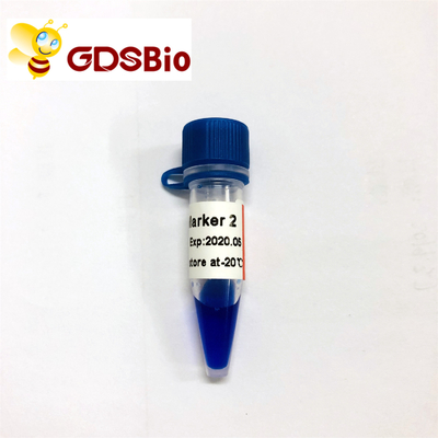 LD Marker 2 60 Preps DNA Marker Electrophoresis GDSBio