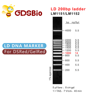 200bp Gel Electrophoresis Marker Ladder GDSBio Blue Appearance