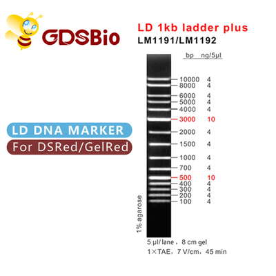 1000bp DNA Marker Electrophoresis , Gel Electrophoresis 1 Kb Dna Ladder