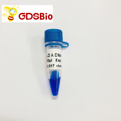 60 Preps DNA Marker Electrophoresis High Purity Reagents