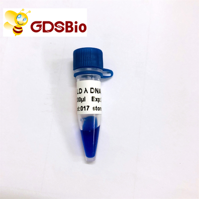 60 Preps DNA Marker Electrophoresis High Purity Reagents