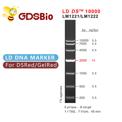 10000bp 10kb DNA Ladder Electrophoresis High Purity Reagents