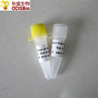 Real Time SYBR Green Master Mix QPCR P2092 Colourless Appearance