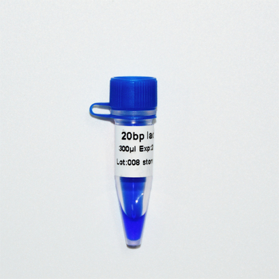 20bp Ladder DNA Marker Electrophoresis GDSBio Blue Appearance
