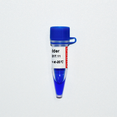 20bp Ladder DNA Marker Electrophoresis GDSBio Blue Appearance