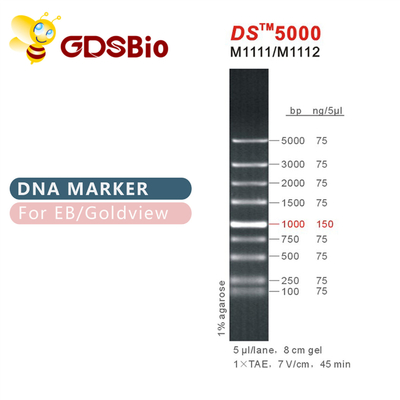 1000bp DS 5000 DNA Electrophoresis Marker , DNA Ladder For RNA Gel