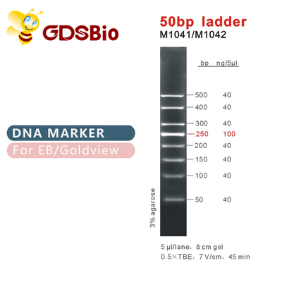 50bp 50ug DNA Marker Electrophoresis High Purity Reagents
