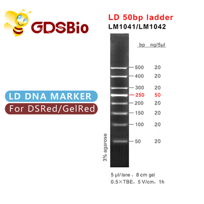 50bp DNA Gel Electrophoresis Marker Ladder GDSBio