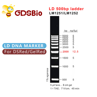 500bp LD DNA Ladder Gel Electrophoresis 60 Preps