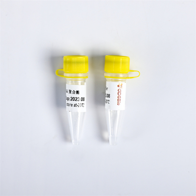 P1113 PCR Master Mix Bst DNA Polymerase Exonuclease Minus 8000 U/mL