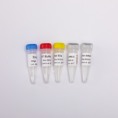 R1031 GDSBio RT Mix For QPCR Premixed Reverse Transcriptase PCR Reagents