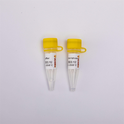 cDNA Rt PCR Gold Reverse Transcriptase R3001 2000U R3002 10000U