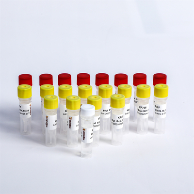 Universal Adapter PCR Primers Multiplex Oligos 1 For Illumina K002-A