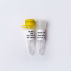 Colourless Appearance M-MLV Reverse Transcriptase In PCR R1041