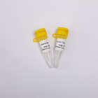 10000U Gold Reverse Transcriptase PCR R3002 Colourless Appearance