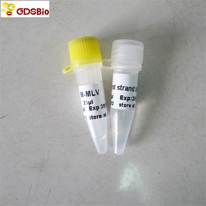 M-Mlv Reverse Transcriptase PCR Reagents Rt PCR R1041/R1042