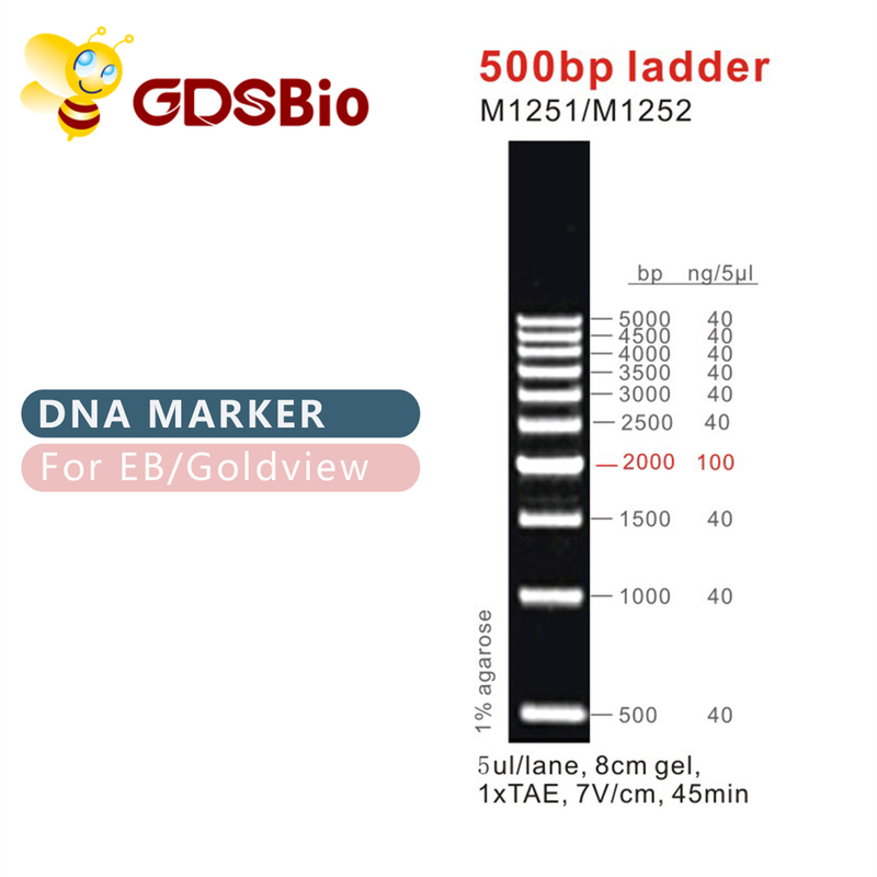 Classic DNA Ladders & Markers 500bp Ladder M1251/M1252