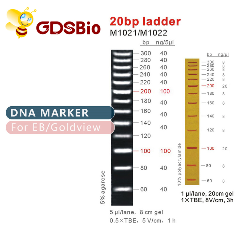 High Purity Reagents 20bp DNA Marker Ladder Gel Electrophoresis