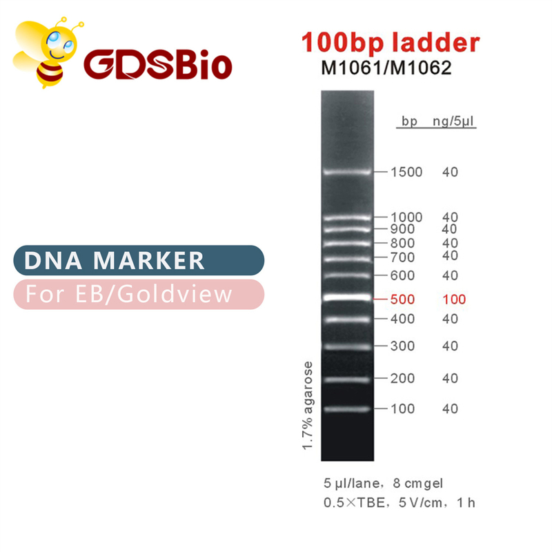 100bp Ladder DNA Marker M1061 (50μg)/M1062 (50μg×5)