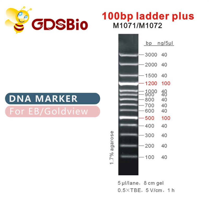100bp Ladder Plus DNA Marker M1071 (50μg)/M1072 (50μg×5)