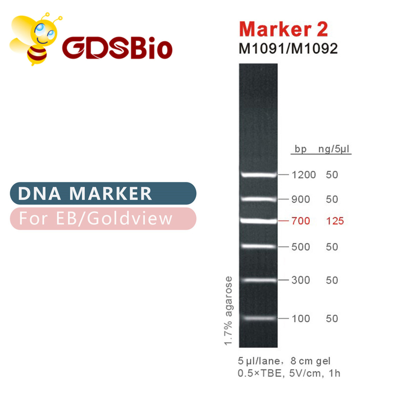 Marker 2 DNA ladder M1091 (50μg)/M1092 (50μg×5)
