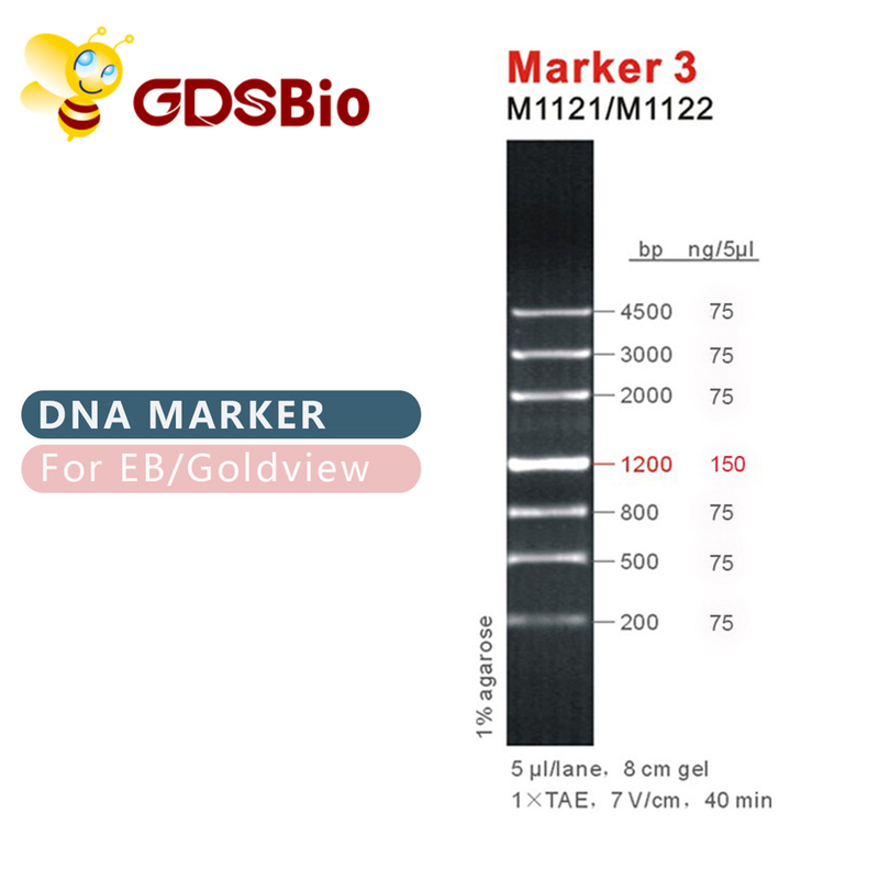 Marker 3 DNA ladder M1121 (50μg)/M1122 (5×50μg)