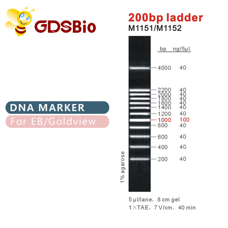 200bp Ladder DNA Marker M1151 (50μg)/M1152 (5×50μg)