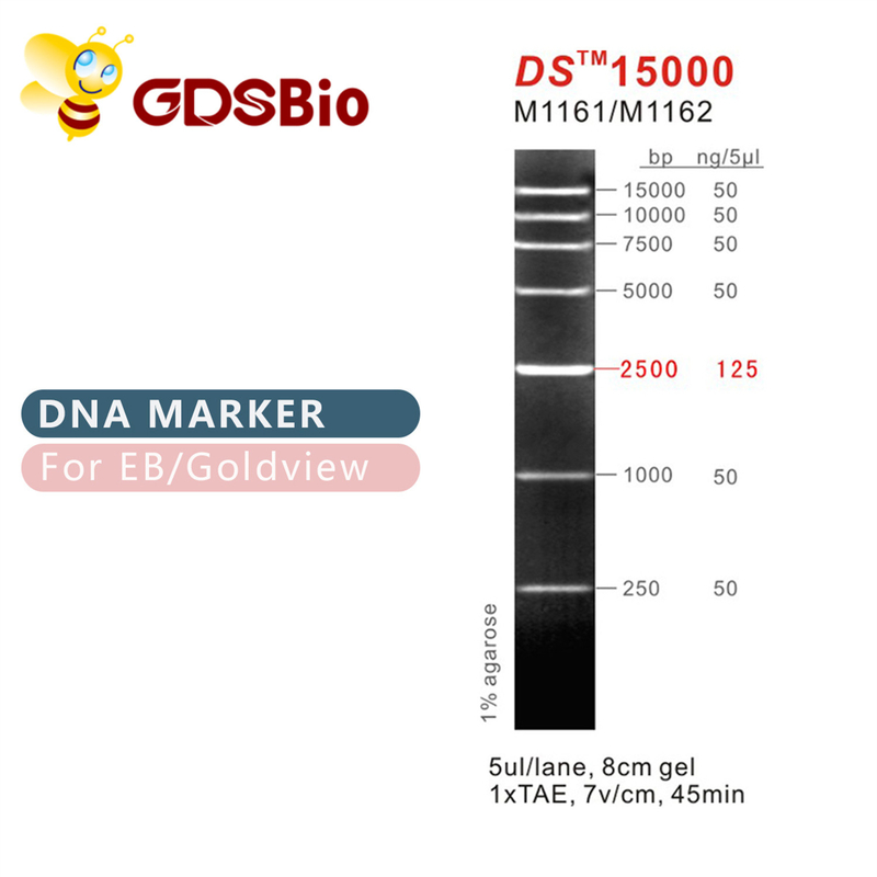 DS15000 DNA Marker Ladder M1161 (50μg)/M1162 (5×50μg)