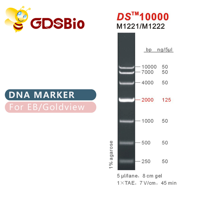 DS10000 DNA Marker ladder M1221 (50μg)/M1222 (5×50μg)