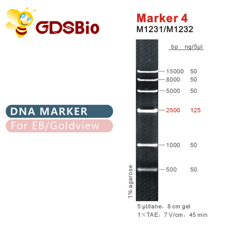 Marker 4 DNA ladder M1231 (50μg)/M1232 (5×50μg)