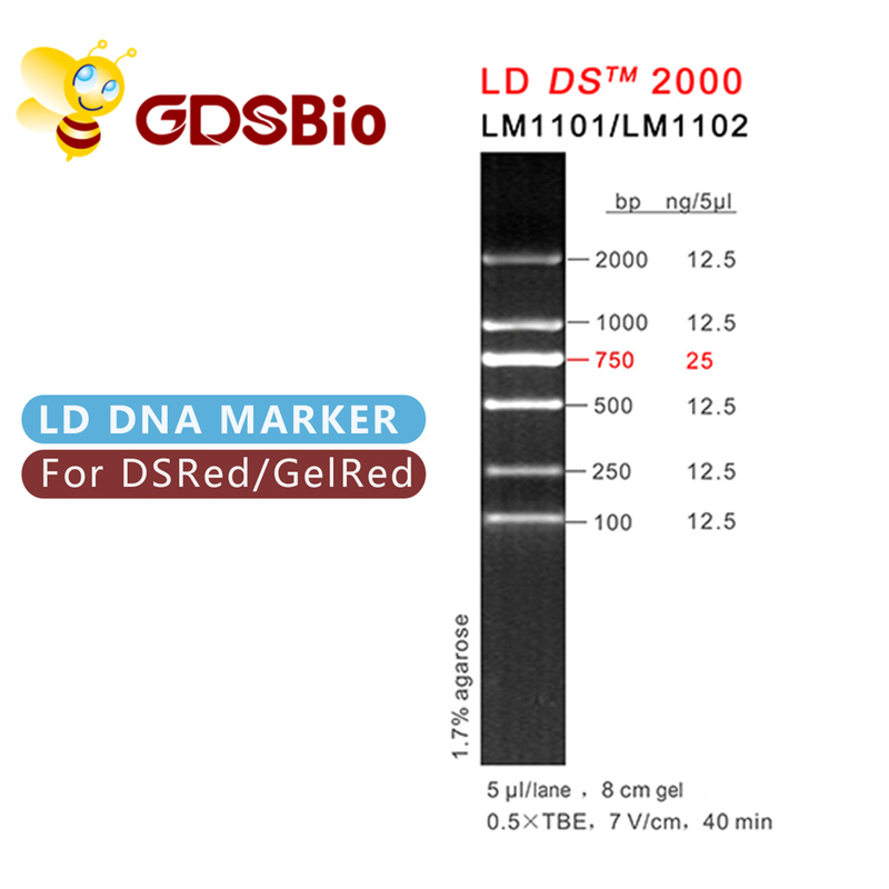 High Purity Reagents LD DS 2000 DNA Marker Gel Electrophoresis 60 Preps