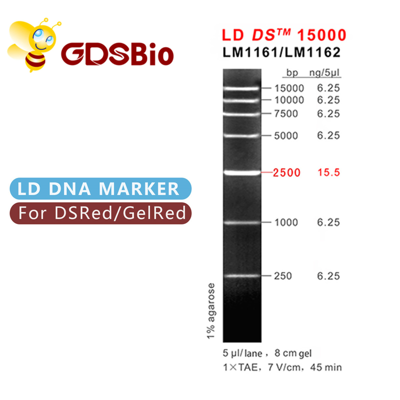LD DS 15000bp 15kb DNA Marker Ladder LM1161 (50 preps)/LM1162 (50 preps×5)