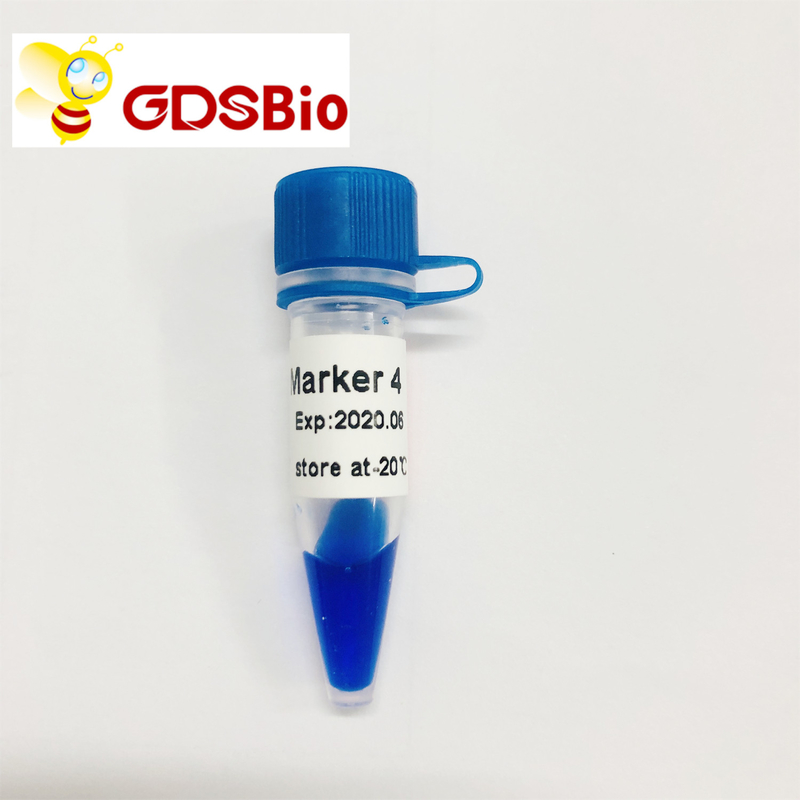 50 Preps GDSBio DNA Size Markers Gel Electrophoresis LD Marker 4
