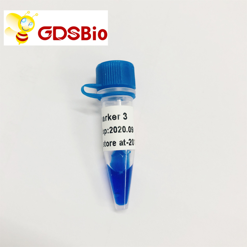 GDSBio LD Marker 3 DNA Marker Electrophoresis 60 Preps
