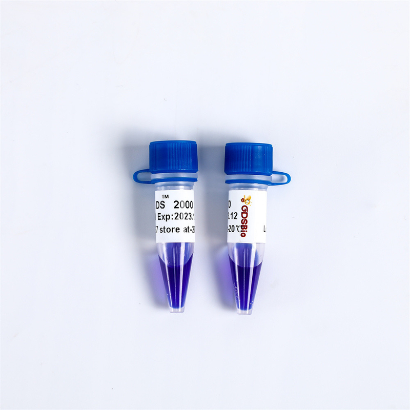 Nucleic Acid Dyes DNA Marker Electrophoresis For Pairing LD DS 2000 LM1101 LM1102