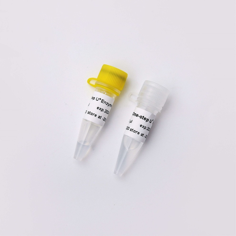 High Specificity One Step RNA/DNA RT QPCR Master Mix V3